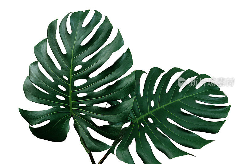 深绿色的叶子或裂叶philodendron (monstera deliciosa)热带叶室内植物孤立在白色背景，包括修剪路径。